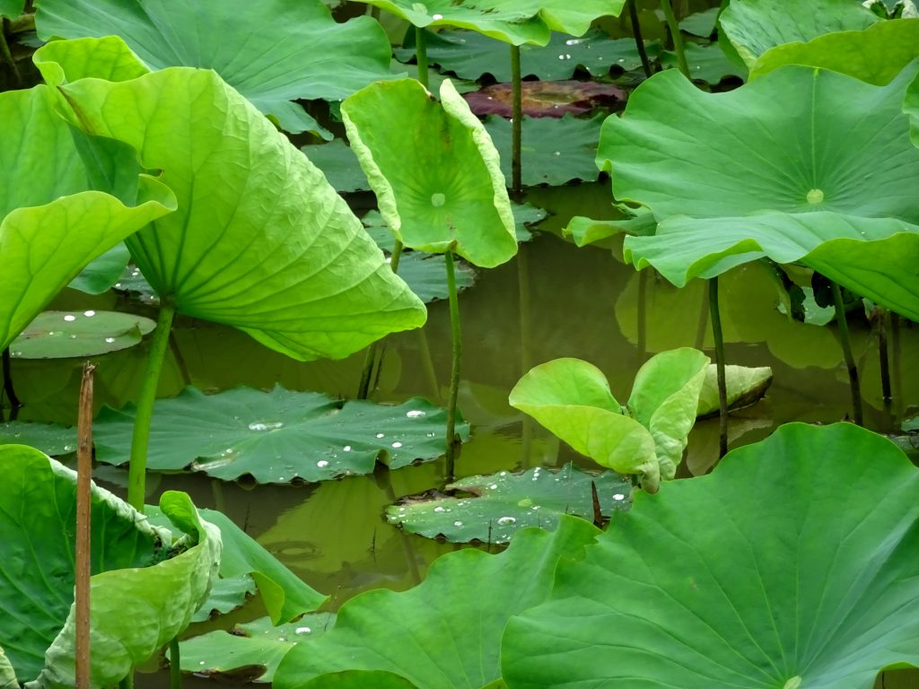 雨を受ける蓮