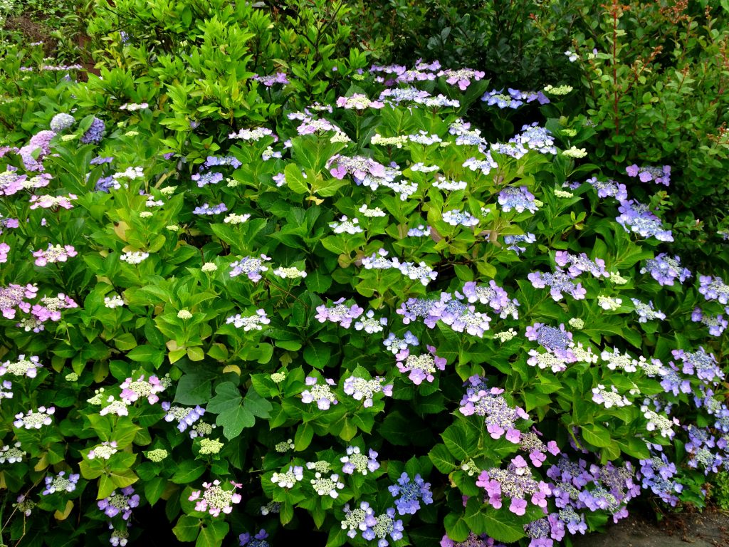 紫陽花