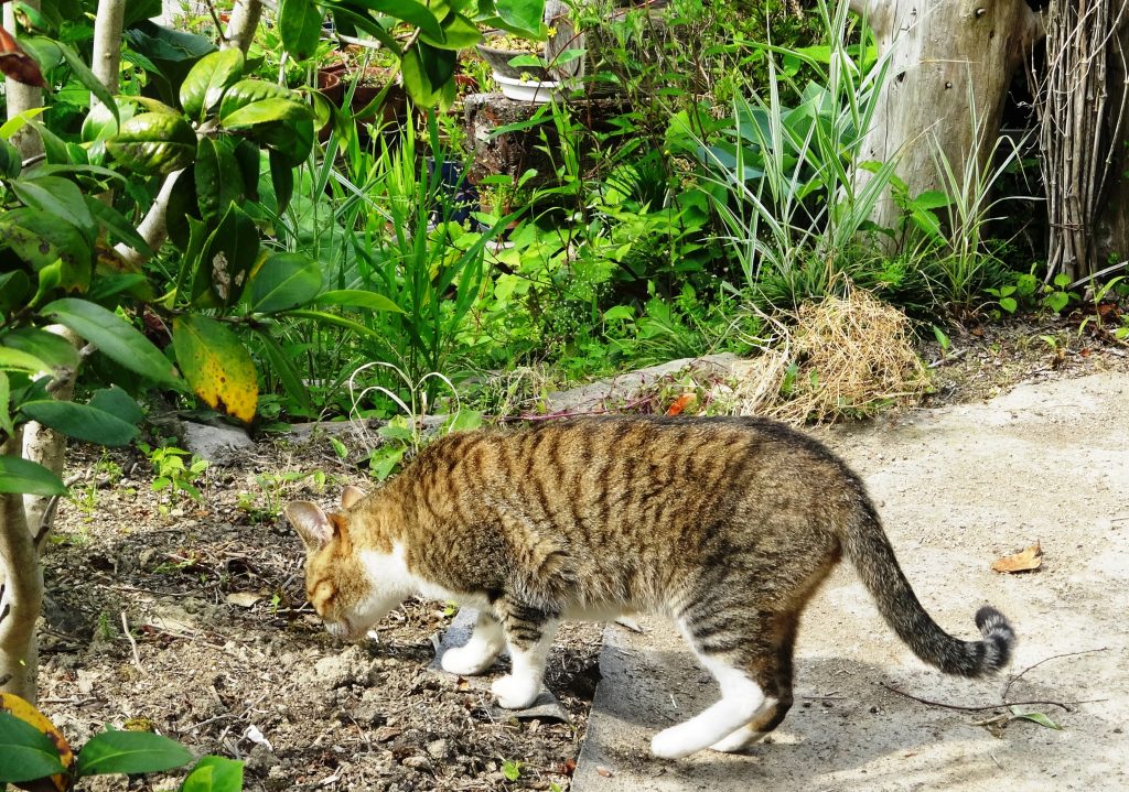 ねこ、風太 巡回