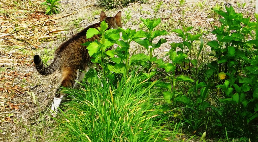 ねこ、風太 巡回