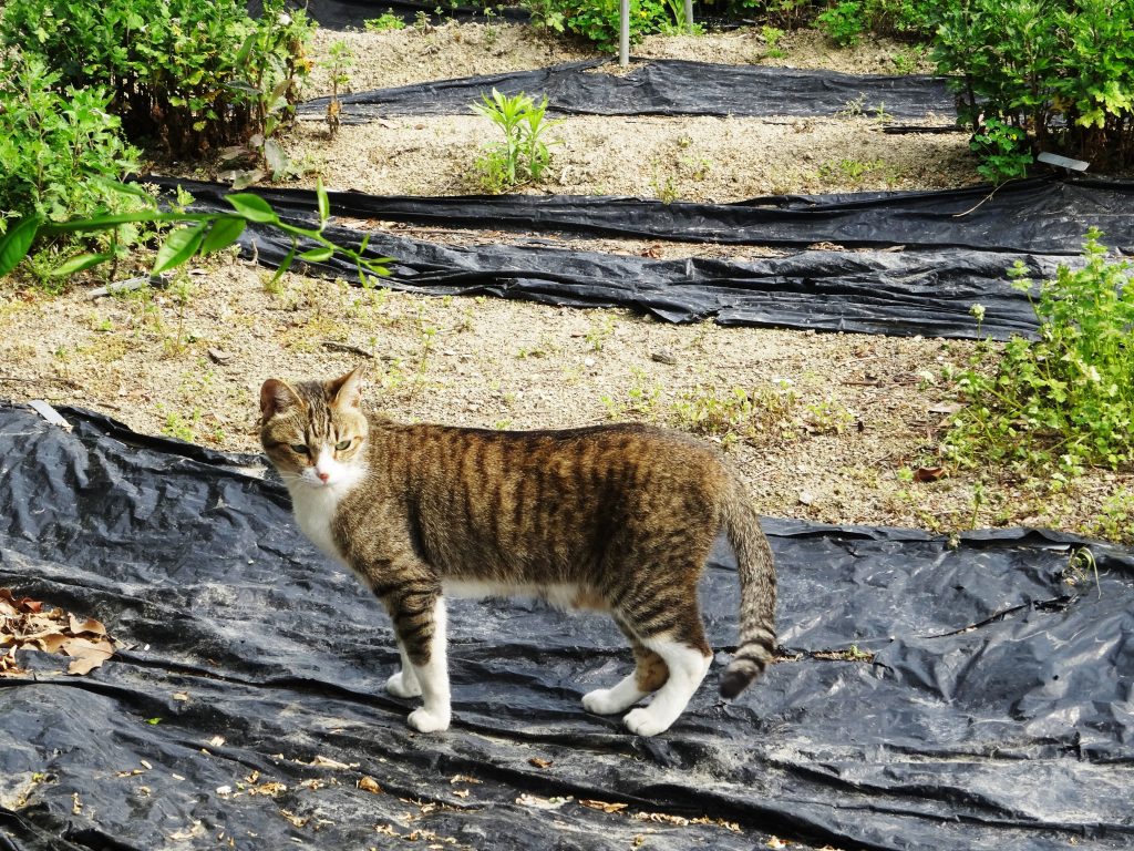 ねこ、風太 巡回