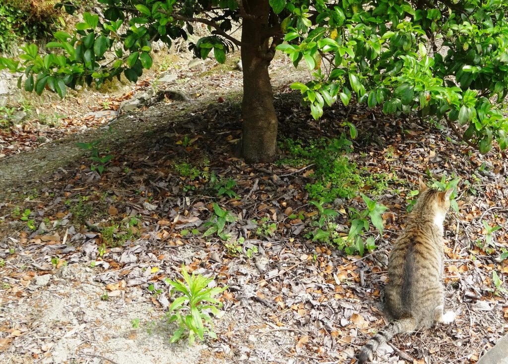 ねこ、風太 巡回