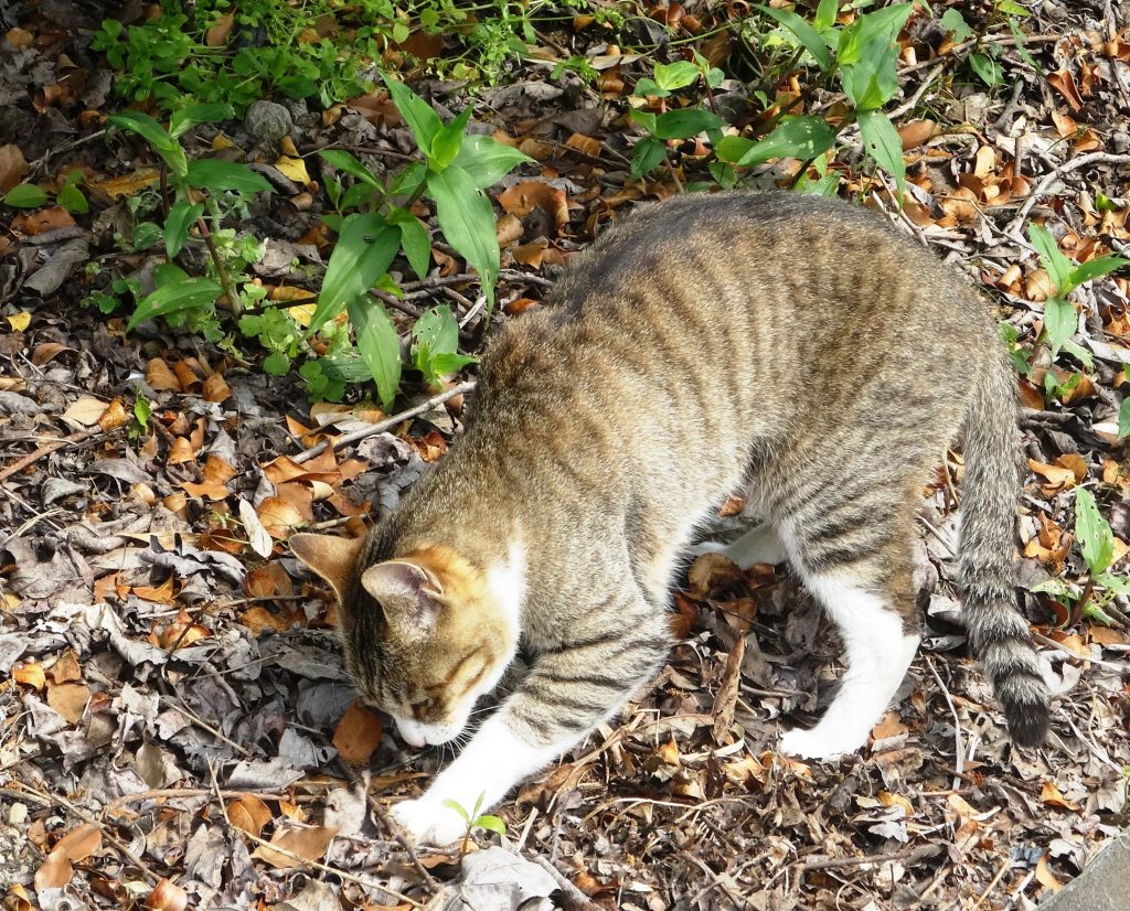 ねこ、風太 巡回
