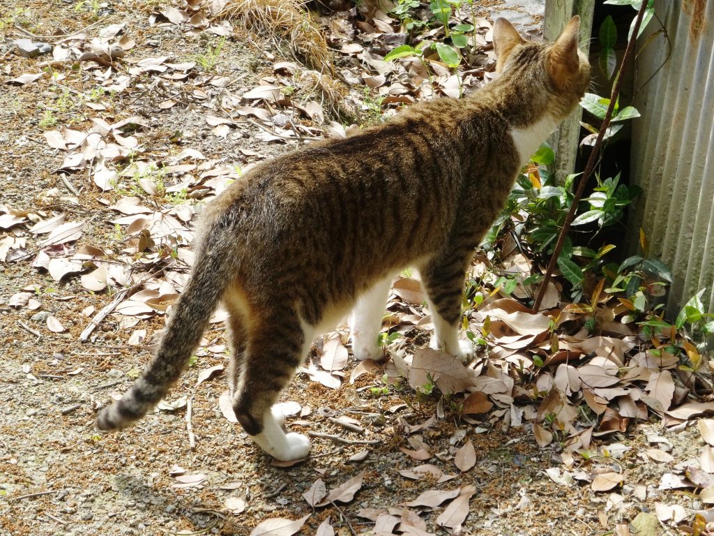 ねこ、風太 巡回