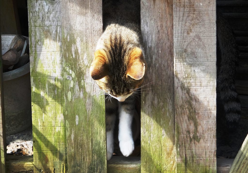 ねこ、風太 巡回