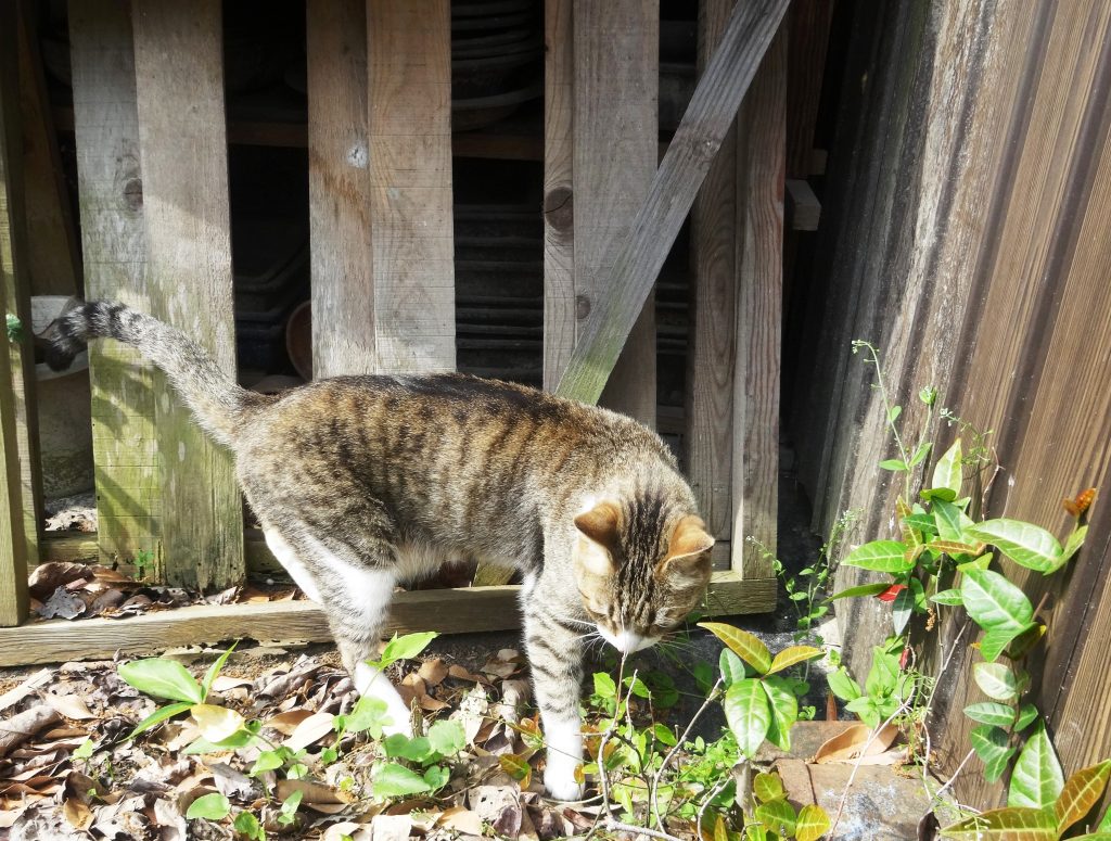 ねこ、風太 巡回