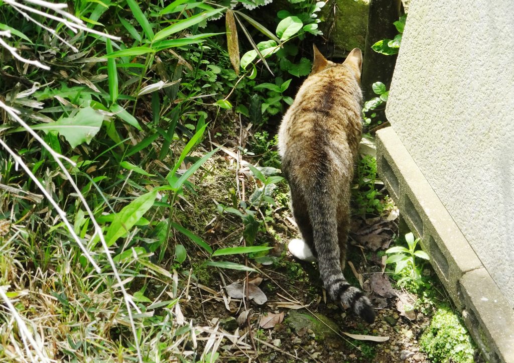 ねこ、風太 探検
