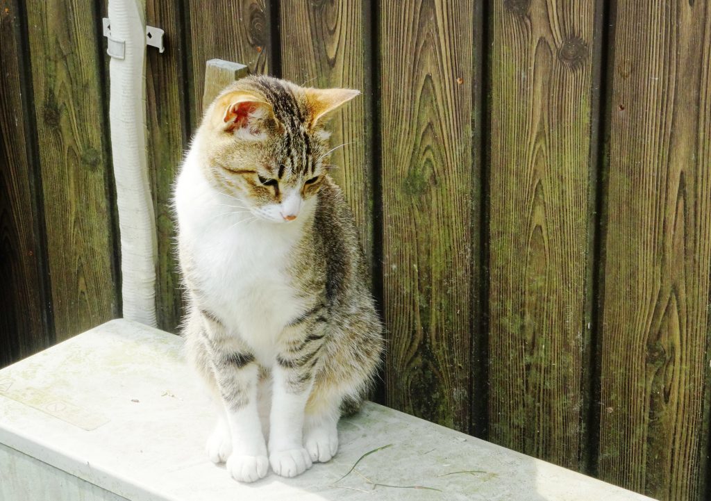 ねこ、風太 休憩