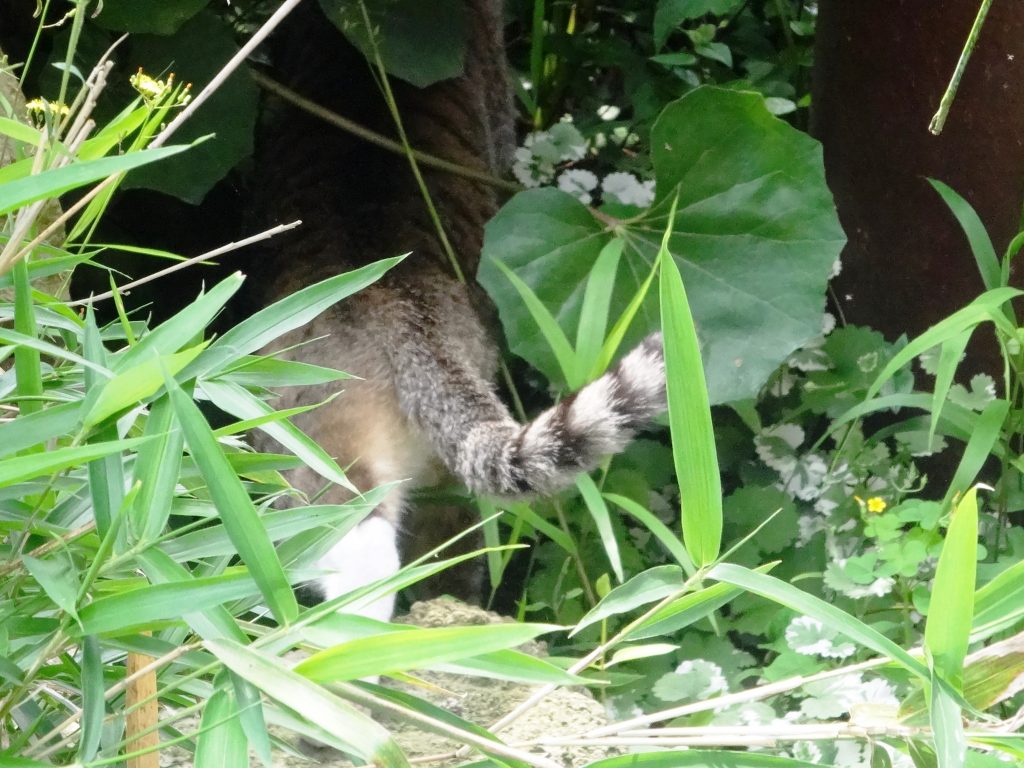 ねこ、風太 探検