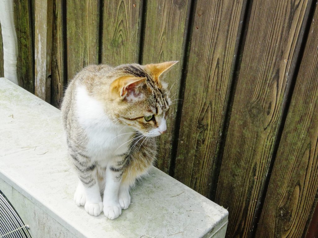 ねこ、風太 休憩