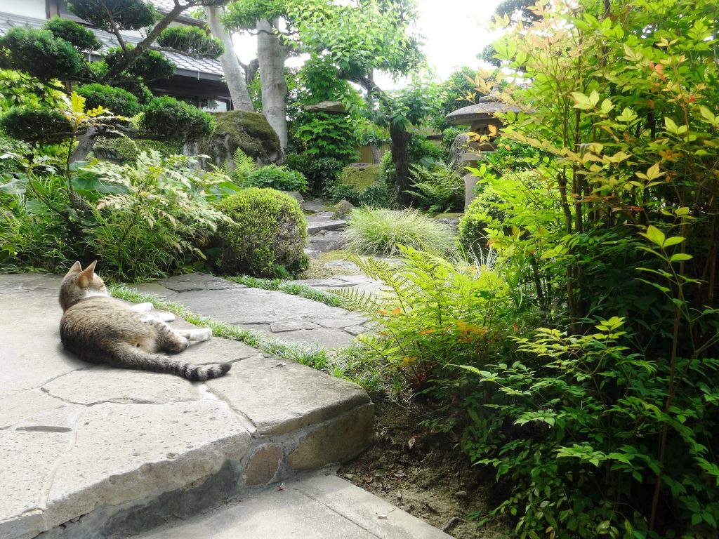 ねこ、風太 平和