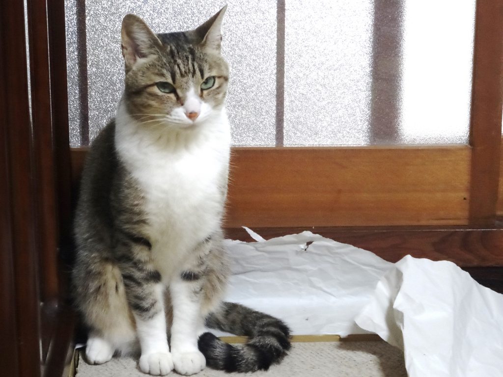 ねこ、風太 不満