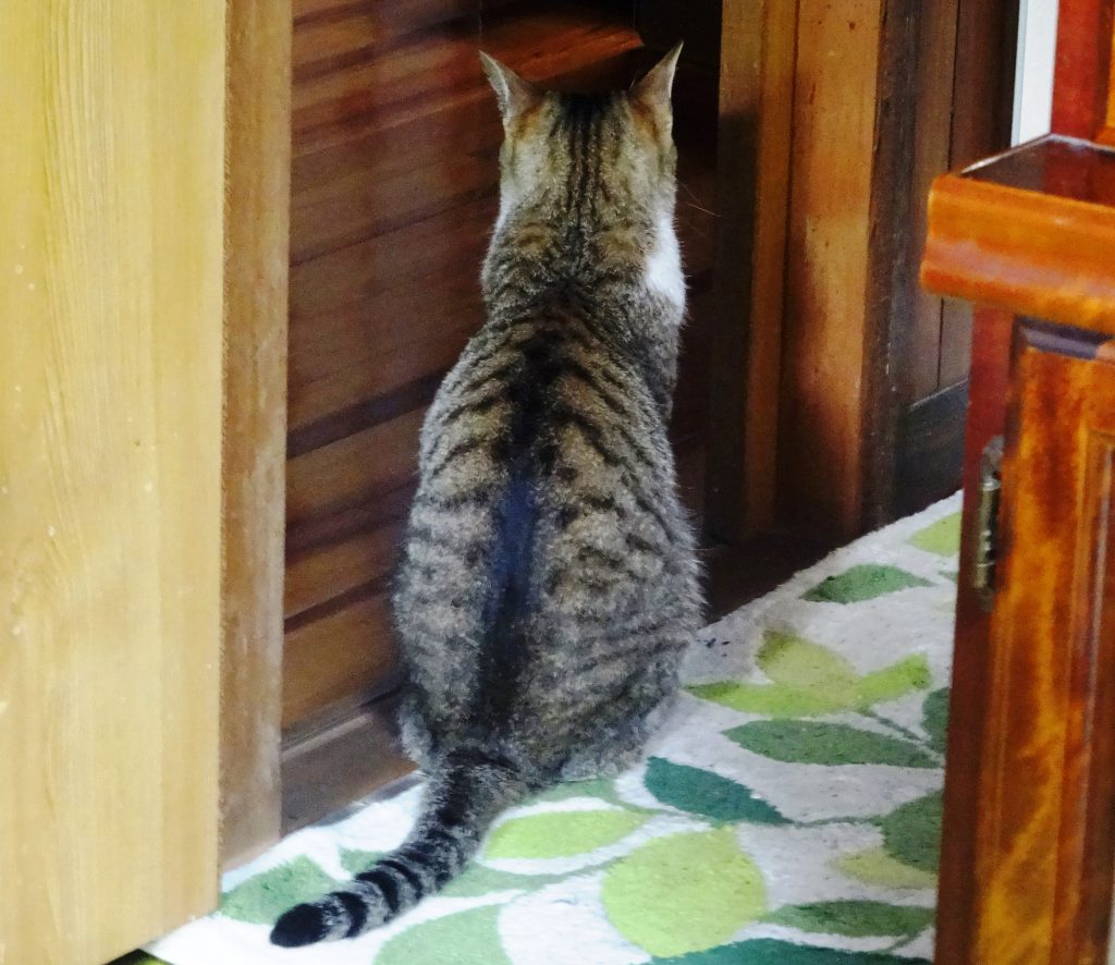 ねこ、風太 不満
