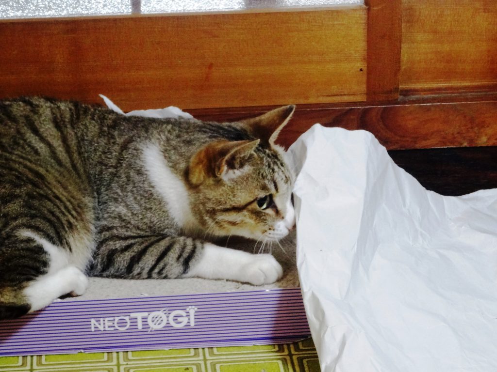 ねこ、風太 不満