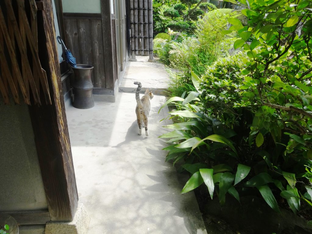 ねこ、風太 再出発