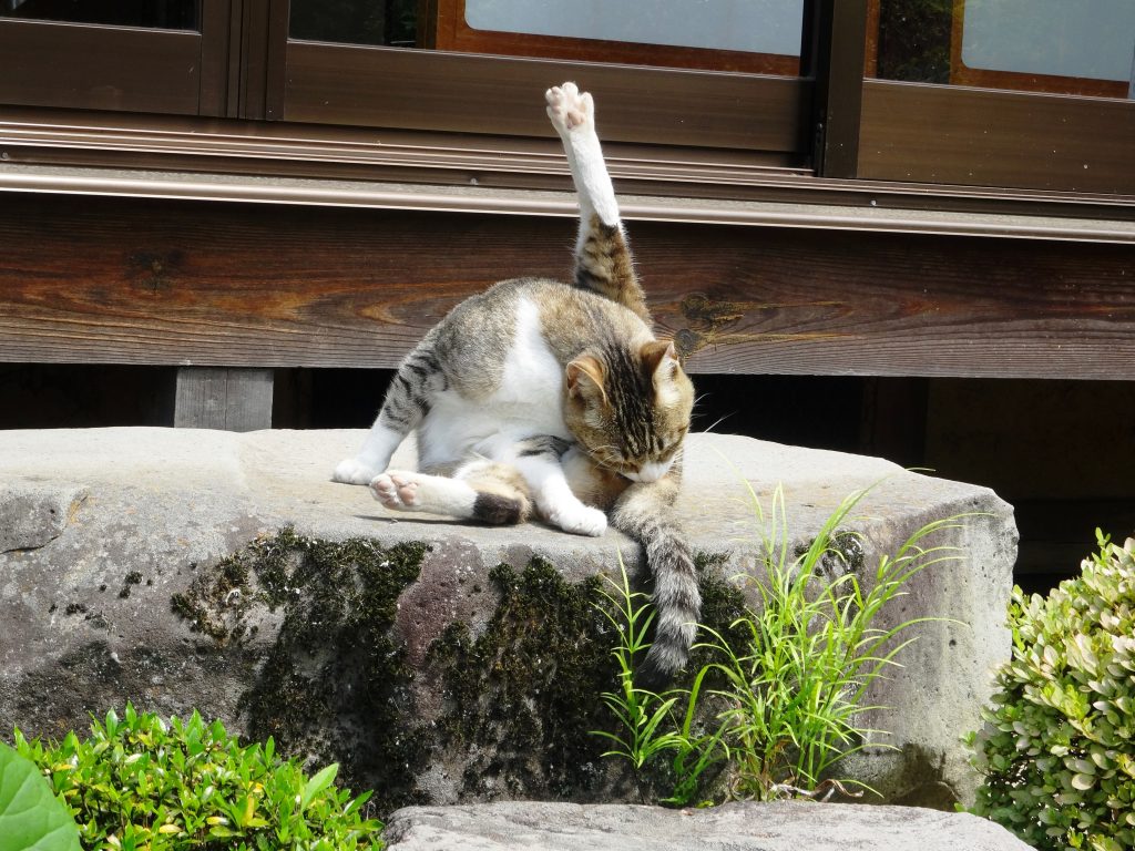 ねこ、風太 毛づくろい