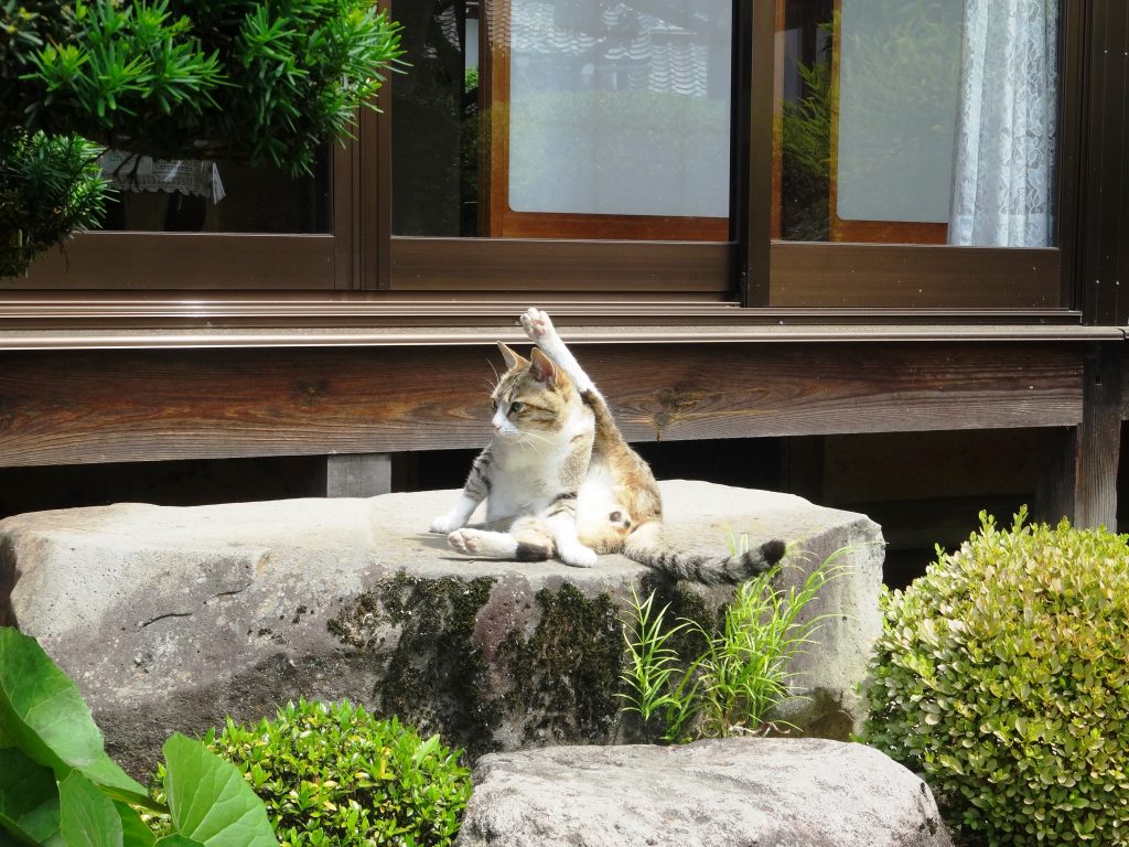 ねこ、風太 毛づくろい