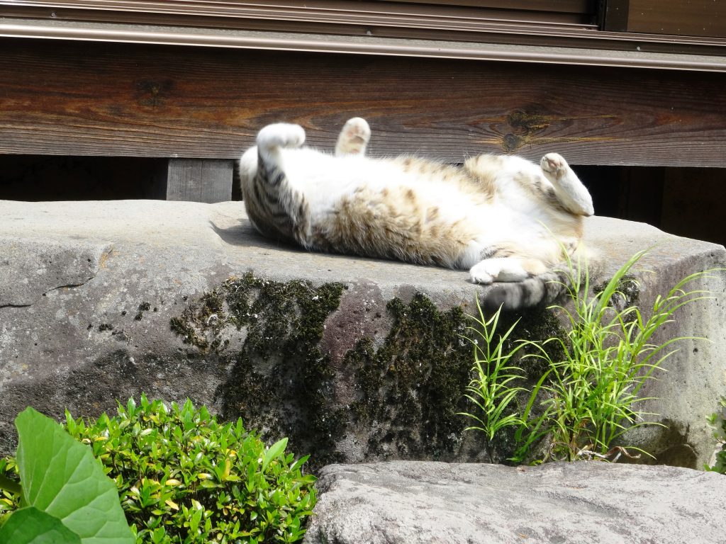 ねこ、風太 リラックス