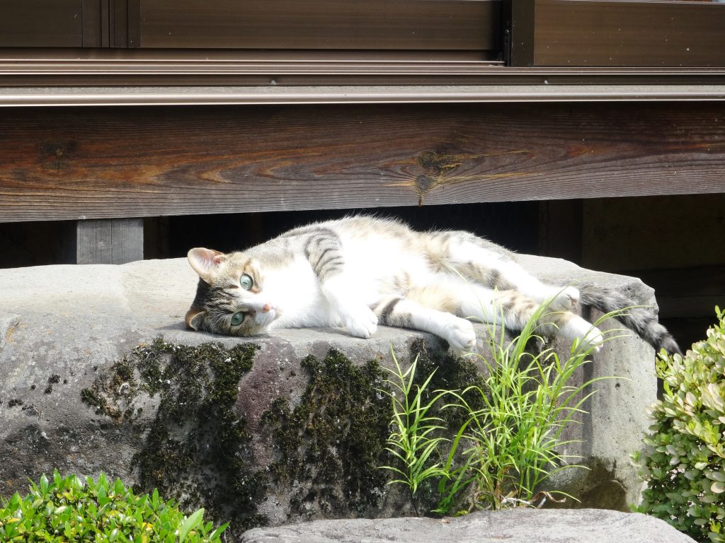 ねこ、風太 リラックス