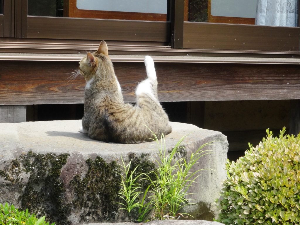 ねこ、風太 毛づくろい