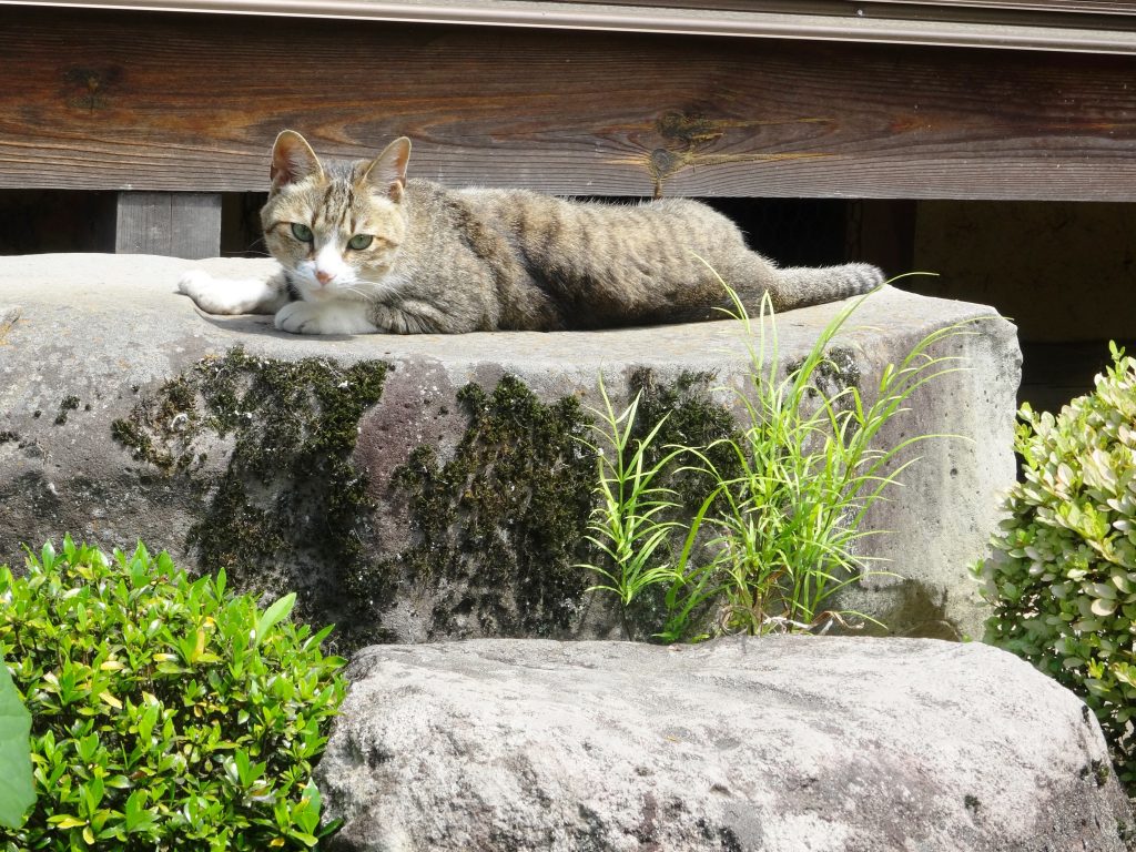 ねこ、風太 不満
