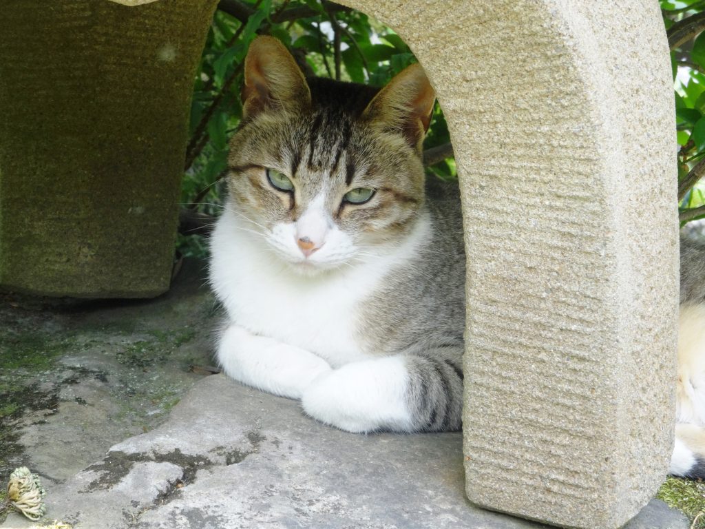ねこ、風太 庭