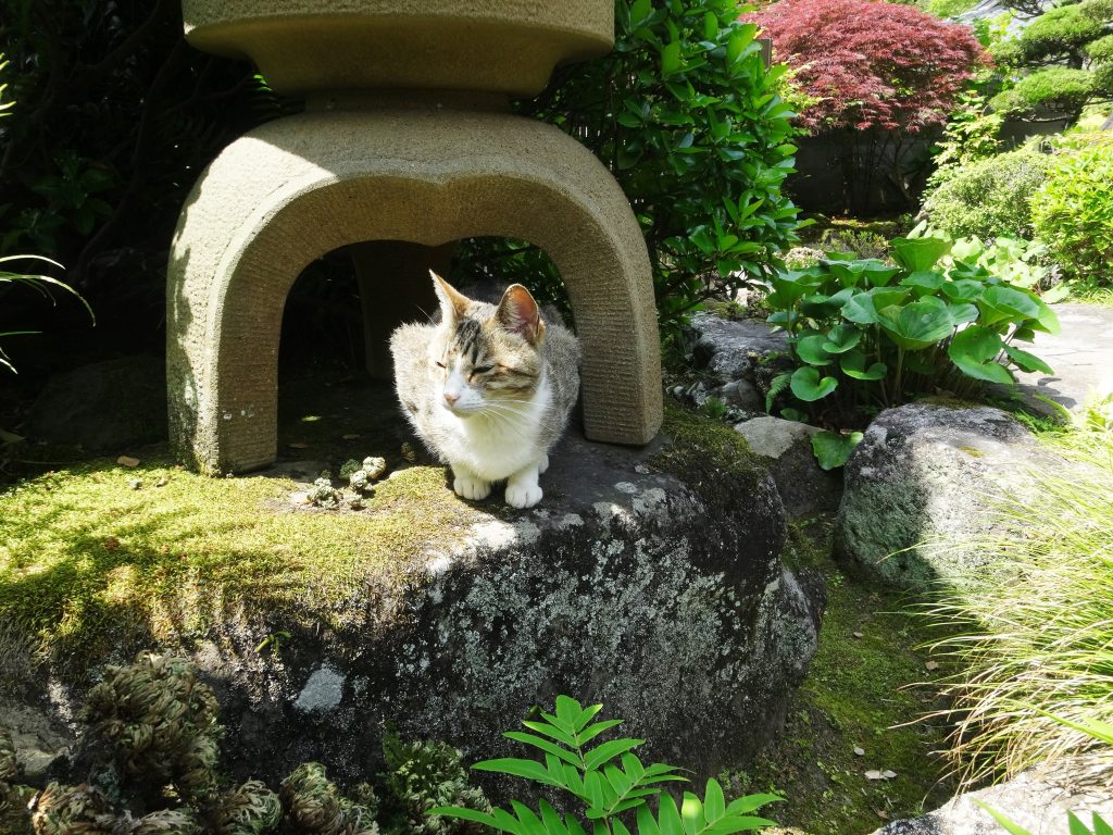 ねこ、風太 庭