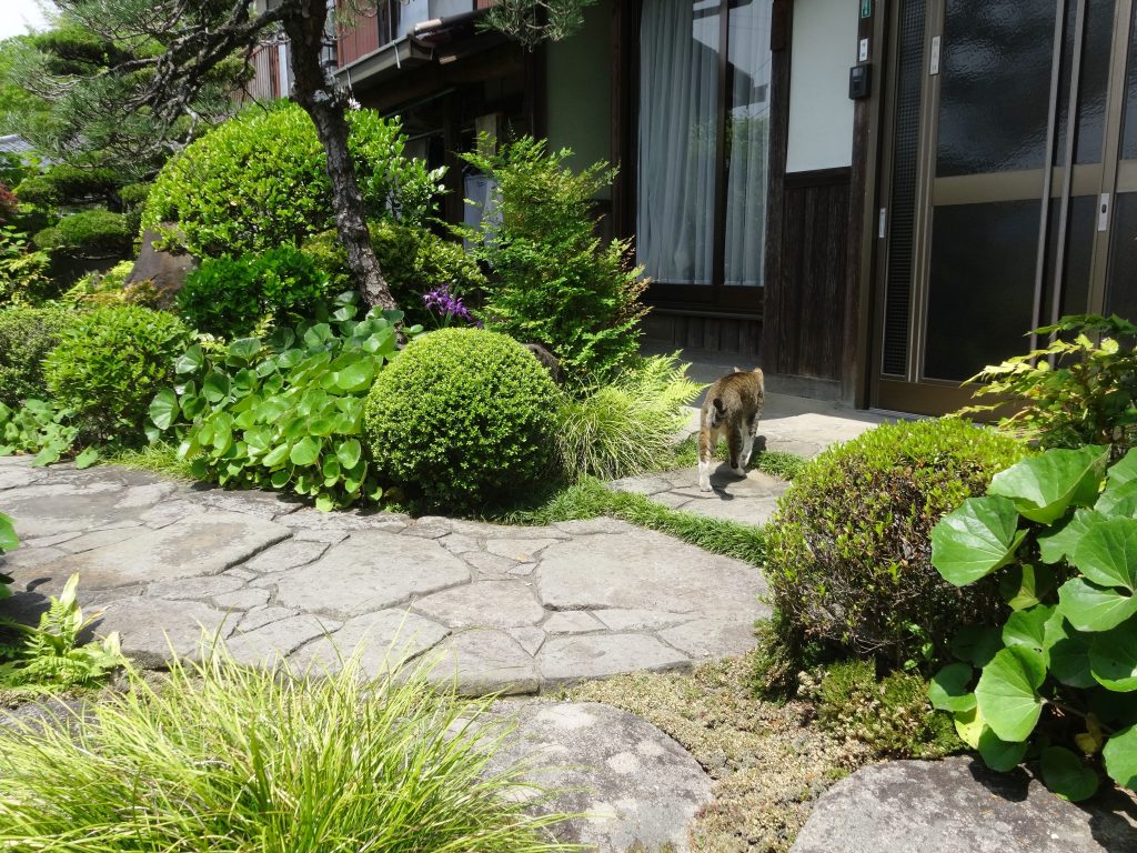 ねこ、風太 庭