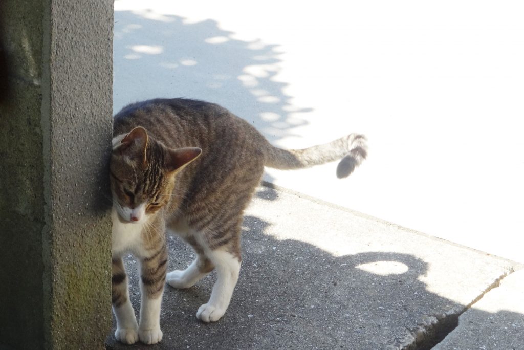 ねこ、風太 日陰