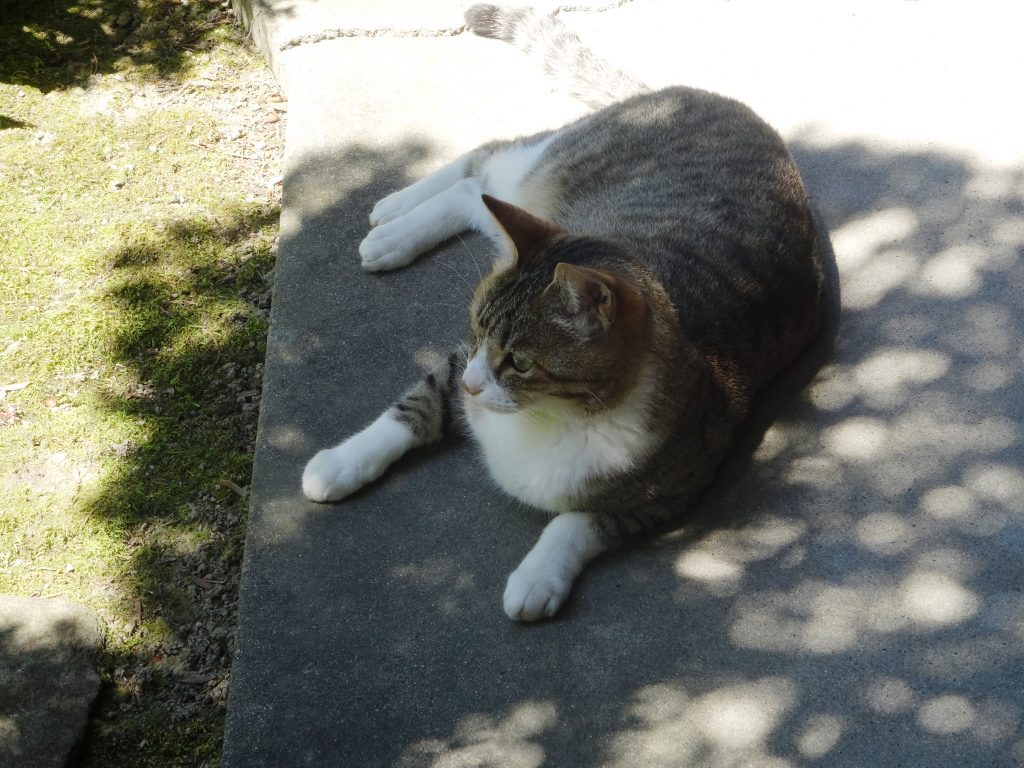 ねこ、風太 日陰
