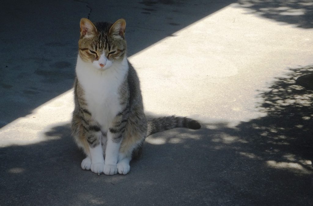 ねこ、風太 日陰