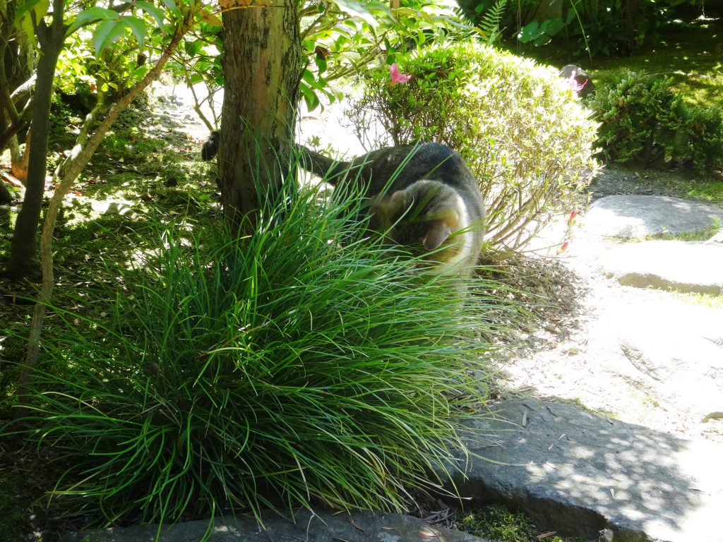 ねこ、風太 ハンティング