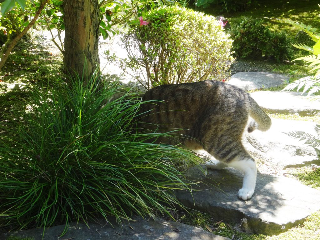 ねこ、風太 ハンティング