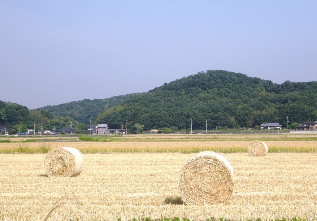 麦秋の見納め