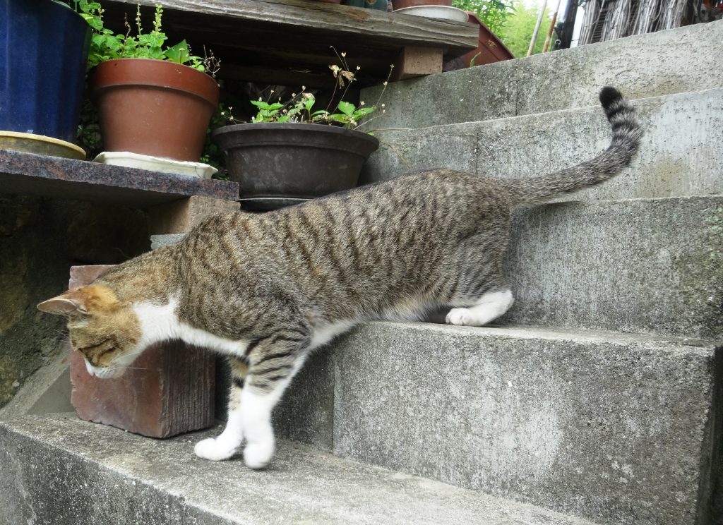ねこ、風太 散歩
