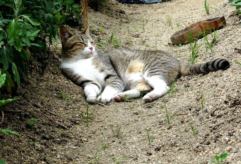 ねこ、風太 散歩