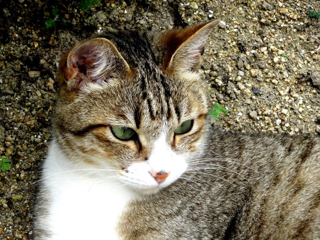 ねこ、風太 散歩