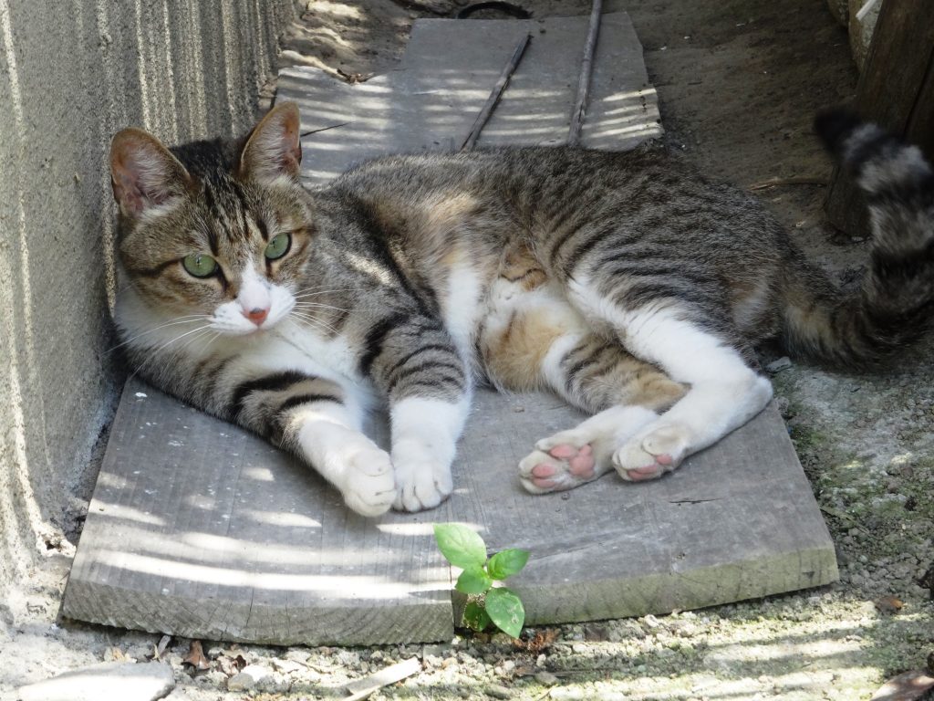 ねこ、風太 休憩