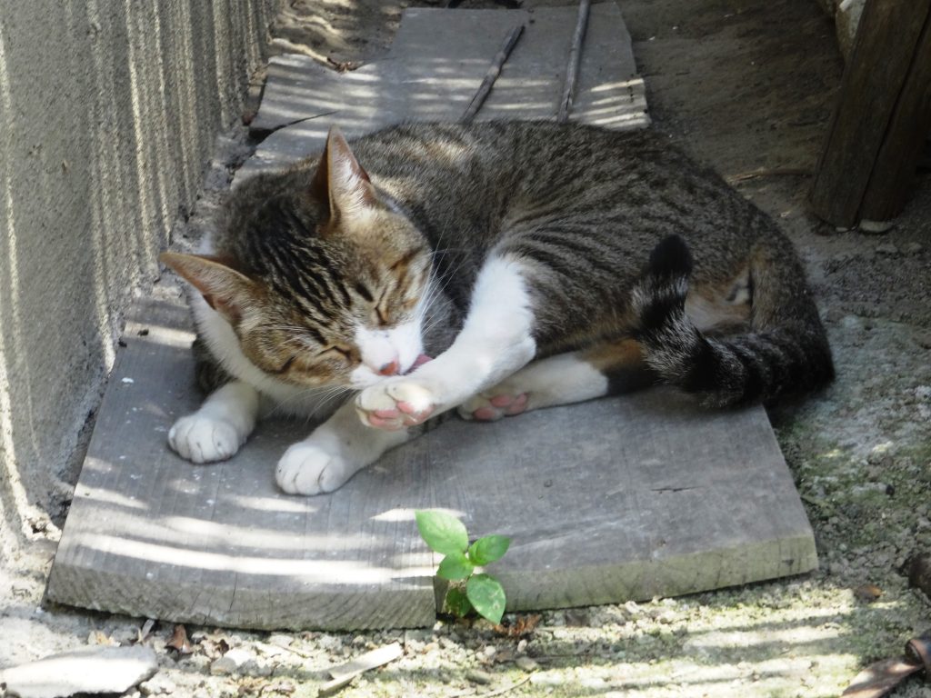 ねこ、風太 休憩