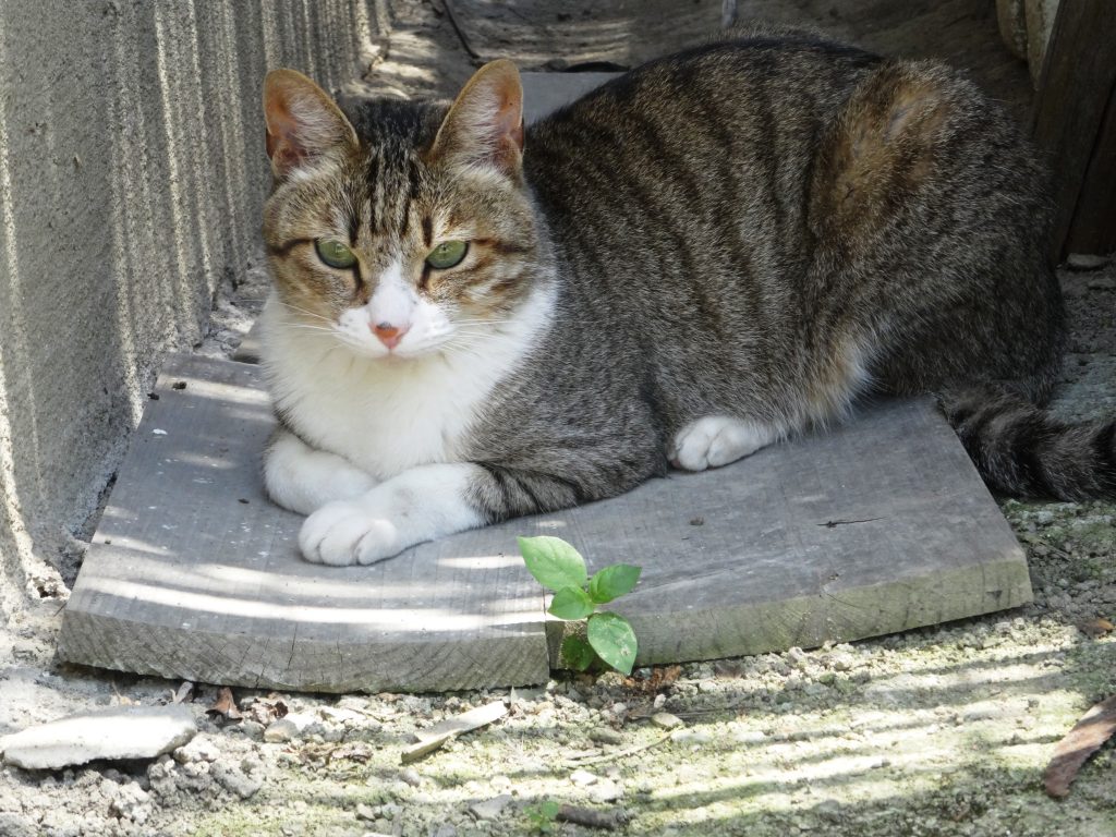ねこ、風太 休憩