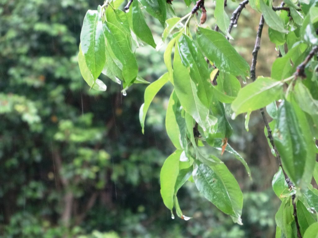 梅雨入りの雨