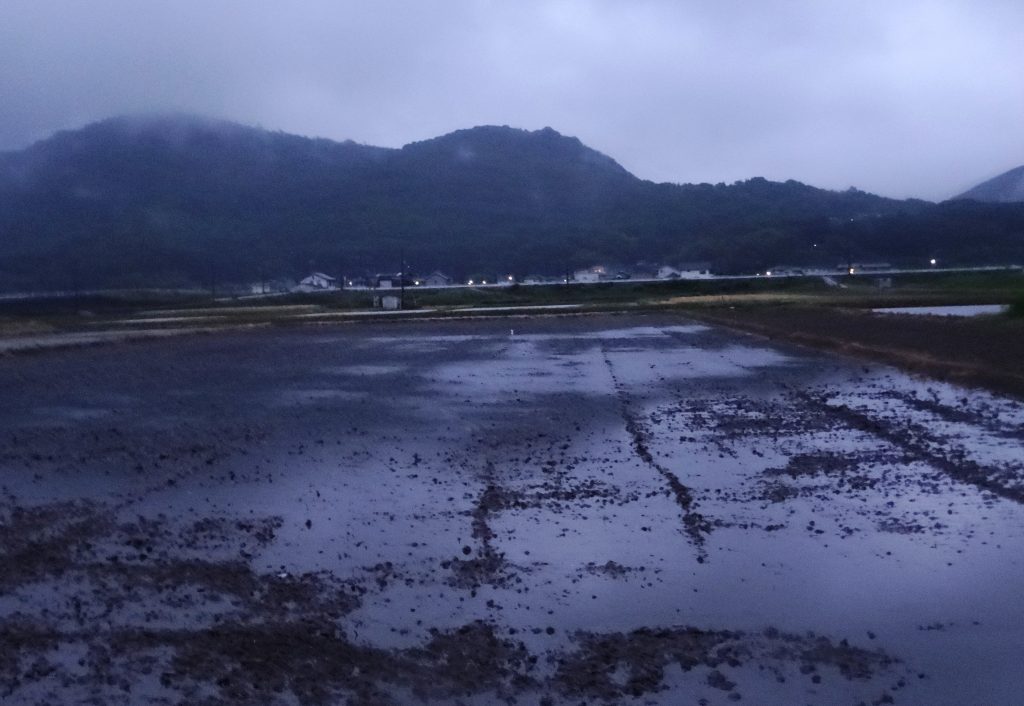 梅雨入りの雨