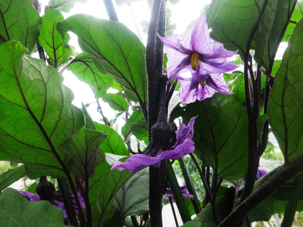 なすの花