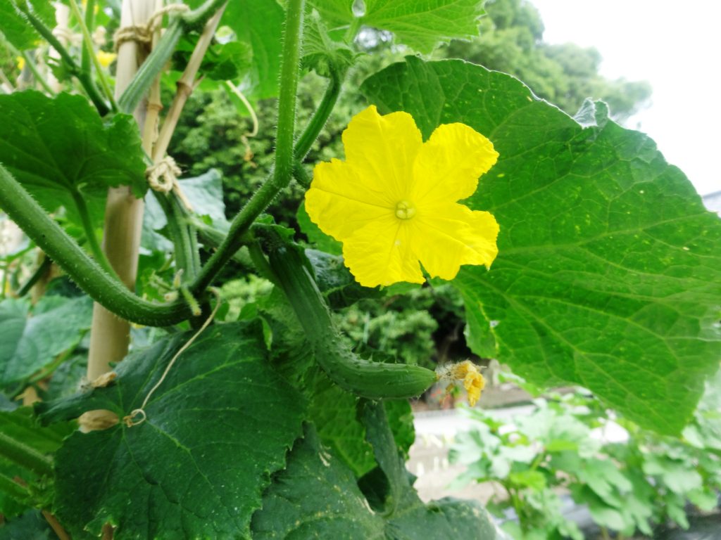 きゅうりの花