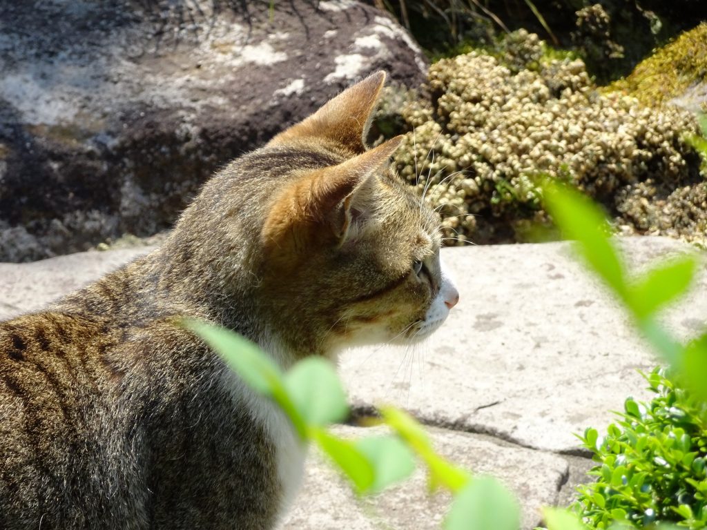 ねこ、風太 毛づくろい