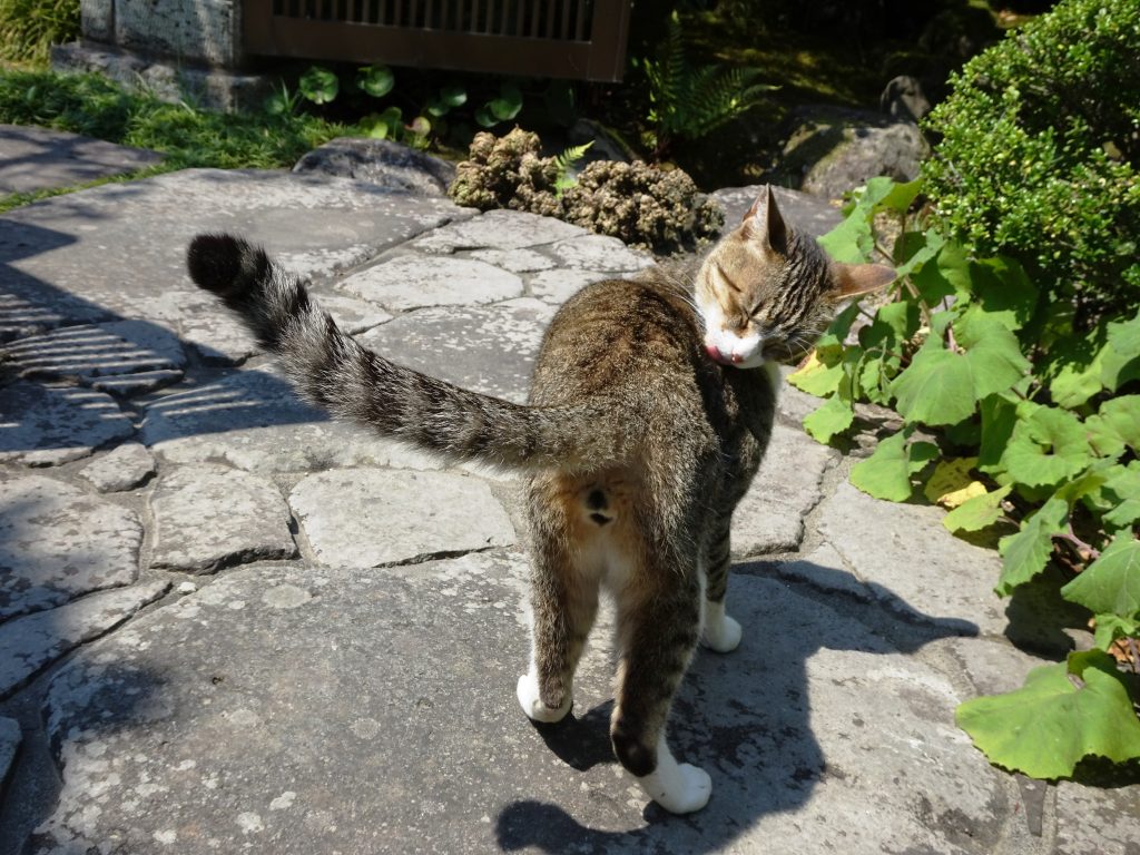 ねこ、風太 毛づくろい