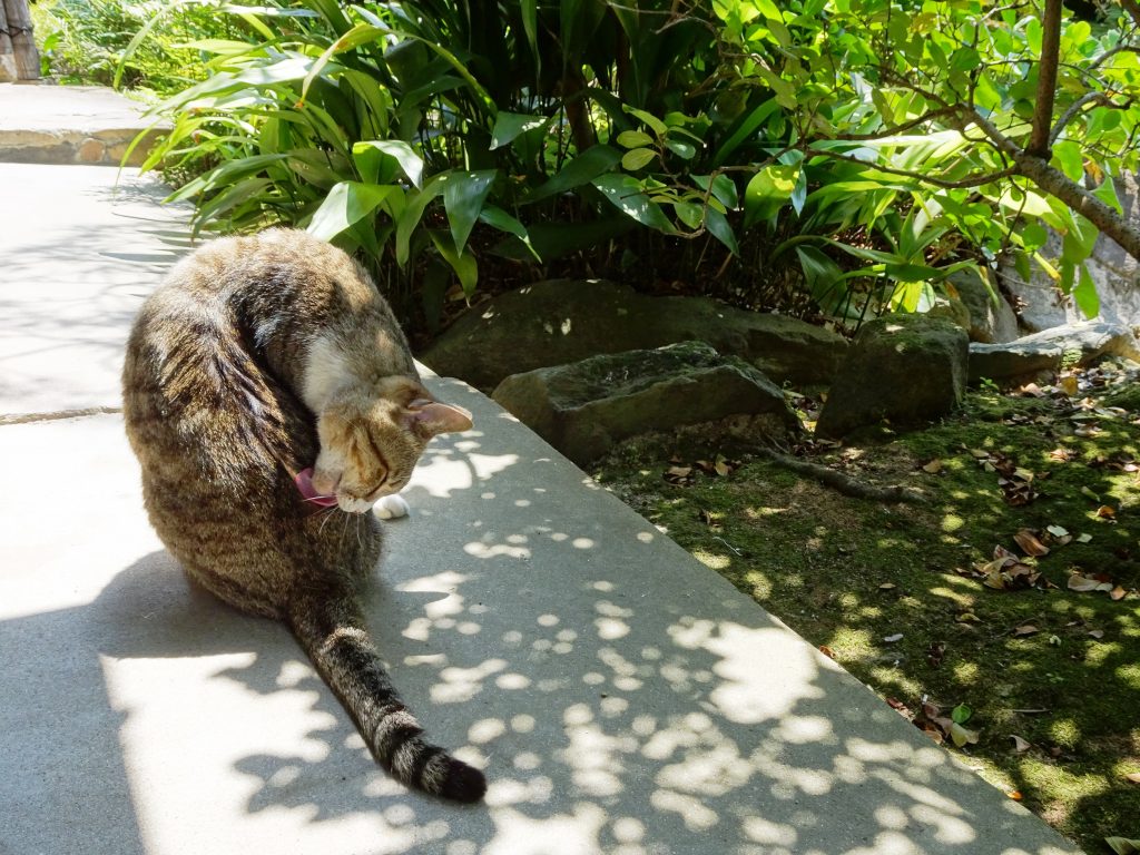 ねこ、風太 毛づくろい