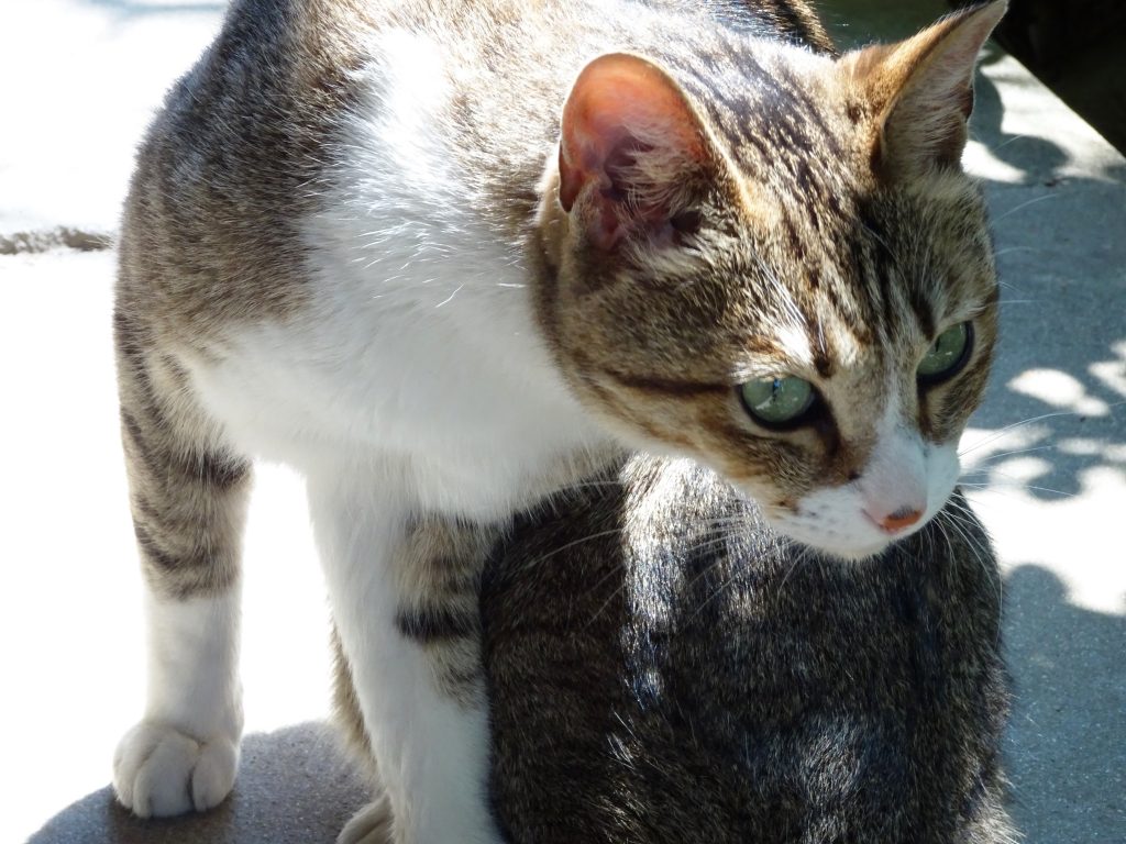 ねこ、風太 毛づくろい