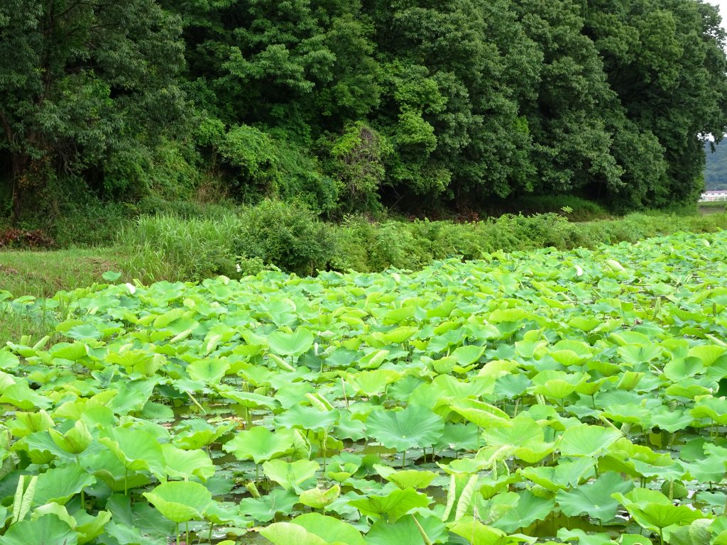 蓮の用水 6月