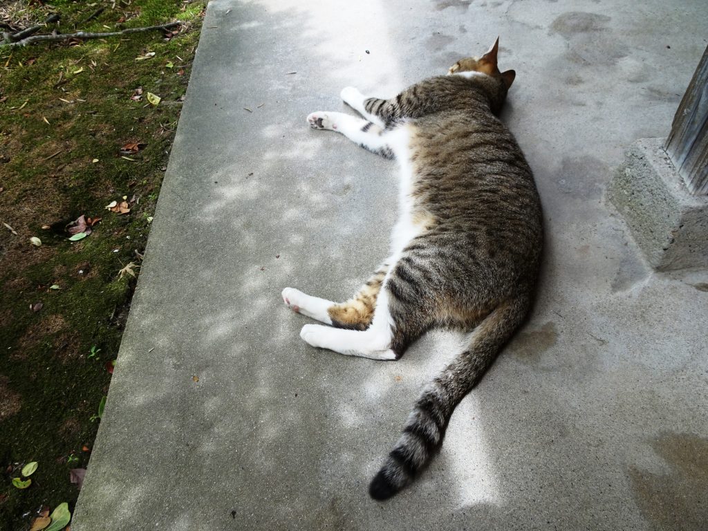ねこ、風太 思案中